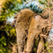 Serengeti NP